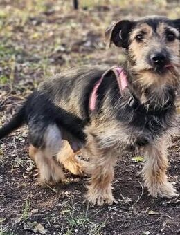 Samba, eine ruhige, freundliche Hündin - Schafflund