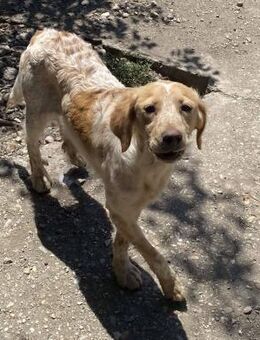 Sherry wunderschönes Setter-Mix-Mädche - Overath