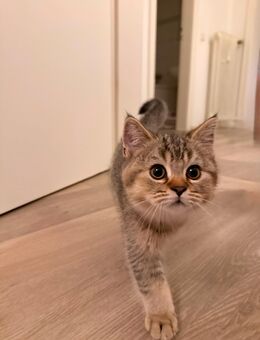 2 BKH Kitten (Brown Tabby) / 1 w- 1m/ abgabebreit - Krefeld