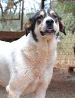 Zina - freundlich, groß und verspielt - Mettmann