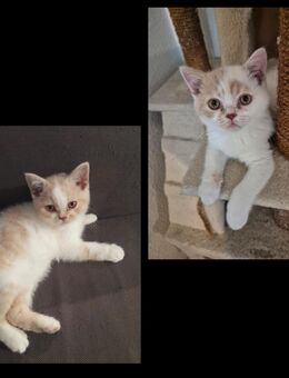 2 süße BKH Kitten Kater - Hennef (Sieg)