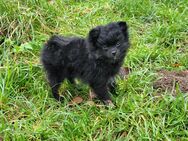 Traumhaft schöner Pomeranian/Zwergspitz/Kleinspitz Rüde - Wetterzeube