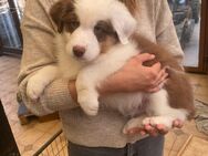 Australian shepherd welpen - Mönchengladbach