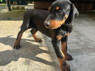 Dobermann Welpen suchen ein Zuhause - Calbe (Saale)