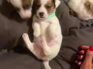 Welpen Jack Russell Terrier reinrassig ( mit den kürzeren Beinen) - Erlangen