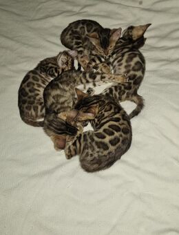 Reinrassige Bengal Kitten - Laufach