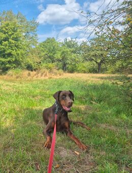 Dobermann sucht neue Couch... - Bad Homburg (Höhe)