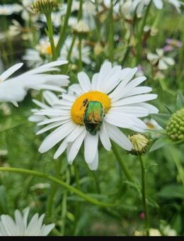 Margerite (Chrysanthemum leucanthemum vulgare) - Horgenzell