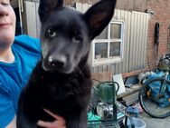 Ostdeutscher Schäferhund Welpe - Fürstenau