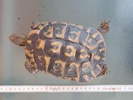 Griechische Landschildkröte #4 Testudo hermani geb. 2007 weiblich, eierlegend zu verkaufen - Neu Ulm