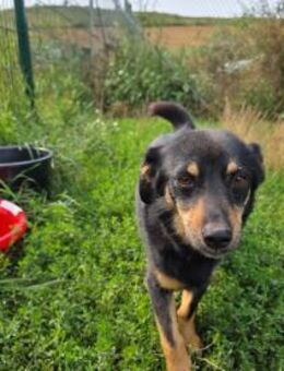 Pauli - kleiner Schatz - Dreikirchen