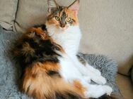 Maine Coon Dame abzugeben - Hameln