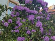 Große und hellere 4-RW mit Garten - Bischofswerda