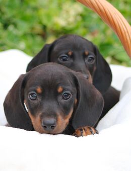 Zwergdackelwelpen Kurzhaar Zwergdackel in Schoko Tan und black tan - Torgau