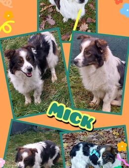 Hübscher Mick wartet in Nürnberg! - Nürnberg