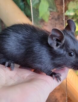 Degus Jungtiere - Münster