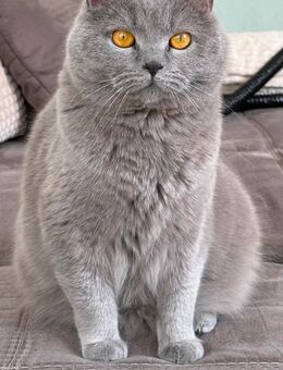 Britisch Kurzhaar Kater - Herne