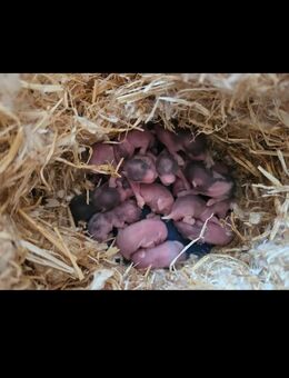Hamster Babys - Borken