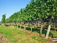 Einfamilienhaus/ehem. Weingut - Traben-Trarbach