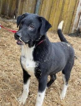 CAMILLO + CALVIN - suchen noch....... - Kempen