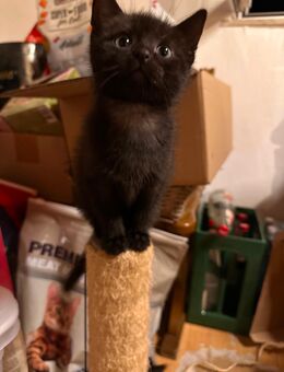 BARNY - Kater, Kitten abzugeben - Flörsbachtal