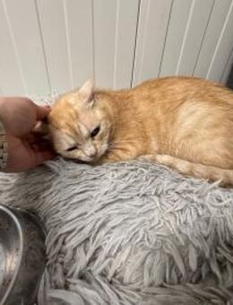 Amanda - Pechvogel sucht großes Glück - Walluf