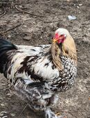 Brahma Hahn Groß aus 2025 in 49762