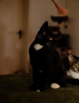 Katzenkind PENELOPE sucht ihr Zuhause! - Berlin