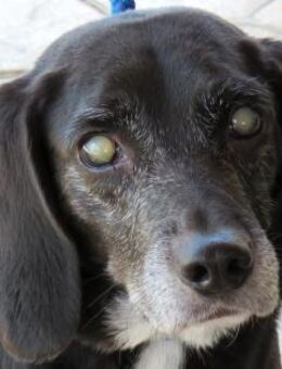 Mia 6 -blind,stolpert in andere Hunde- - Oldenburg