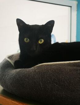 Kater Beatriz 1 - Bochum