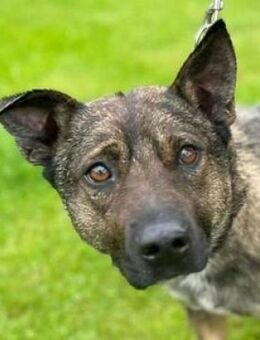 Hundekiumpel CHRIS - Gefrees