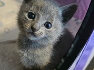 Russisch Blau Kitten - Hamburg