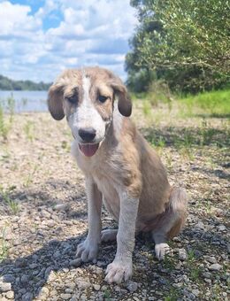 💕Hana💕 sucht ein schönes Zuhause - Freilassing