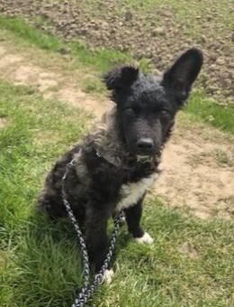 Laroche dein neuer bester Hundekumpel - München