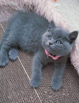 Bkh kitten reinrassige kurzhaar. - Osnabrück