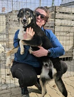 Kiano - Gnadenbrotplatz gesucht - Weilheim (Oberbayern)