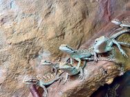 sehr schicke Baby Red Blue Bartagamen (pogona vitticeps) - Hamburg Wandsbek