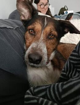 Rolfo seine Vermittlung ist dringend - Laatzen