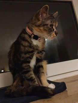Katze Mia (1,5 Jahre) sucht liebevolles Zuhause auf dem Land - Düsseldorf