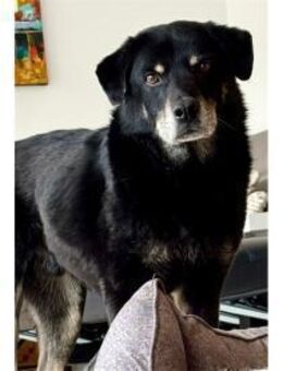 Theodor wartet in 49143 Bissendorf - Oberwies