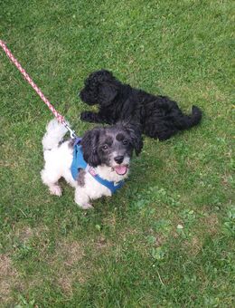 Bollipoo Welpe - Sögel