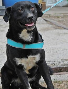 Tabito leidet schrecklich im Tierheim - Berlin