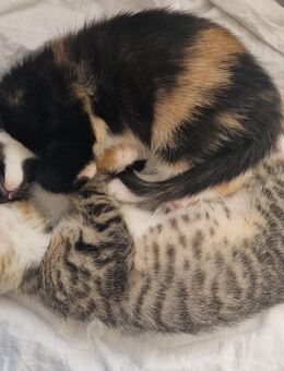 2 Baby Katzen Abzugeben - Rostock Lütten Klein