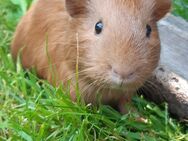 Meerschweinchen - Bremen