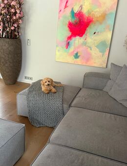 Maltipoo Mädchen - Dachau Zentrum