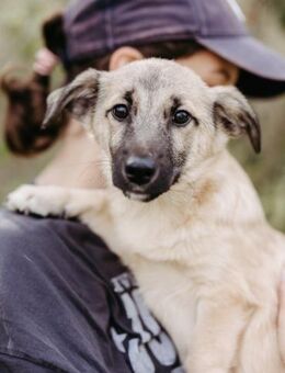 Junghund Urmel - Kallmünz