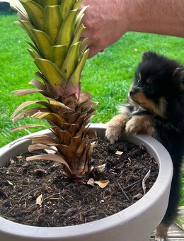 Pomeranian x Chihuahua Welpen - Duisburg