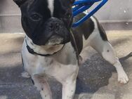 FRANZÖSISCHE BULLDOGGE/BOSTON TERRIER - Ronneburg (Thüringen)