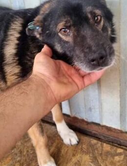 JayJay, lieb aber unsicher - Bonndorf (Schwarzwald)