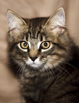 Kitten abzugeben - Nachrodt-Wiblingwerde